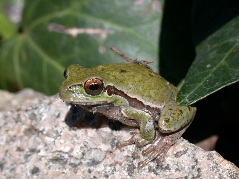 Raganella italiana - Hyla intermedia
